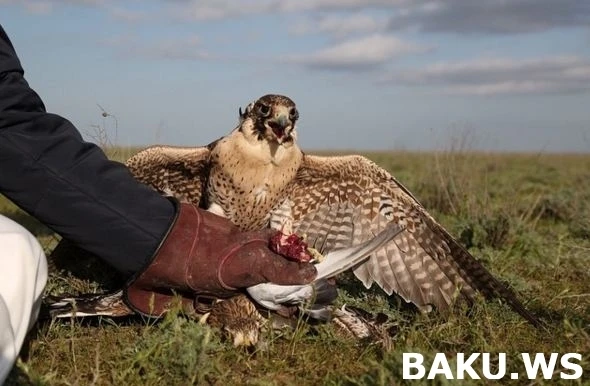 Охотничьи приключения арабских шейхов в Азербайджане продолжаются (видео)