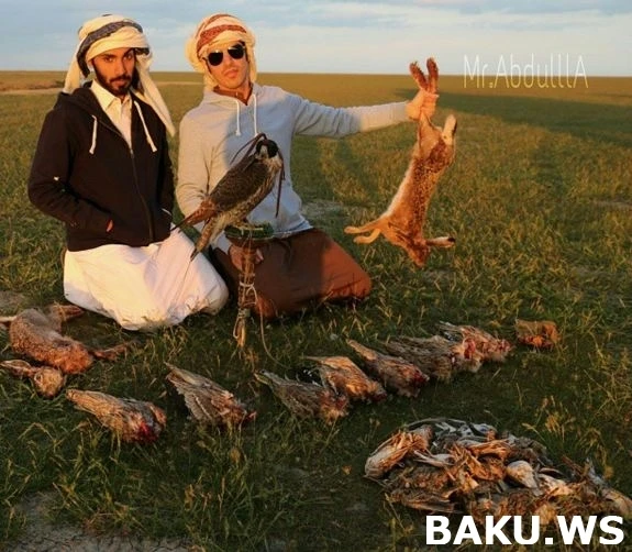Охотничьи приключения арабских шейхов в Азербайджане продолжаются (видео)