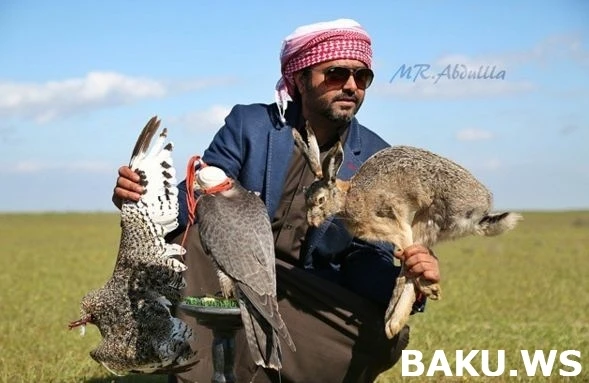 Охотничьи приключения арабских шейхов в Азербайджане продолжаются (видео)