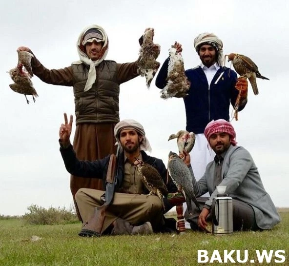 Охотничьи приключения арабских шейхов в Азербайджане продолжаются (видео)