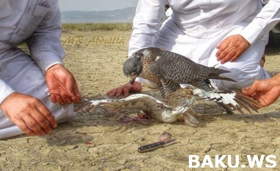 Охотничьи приключения арабских шейхов в Азербайджане продолжаются (видео)
