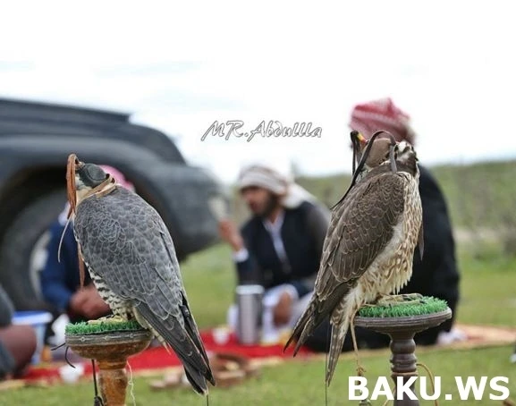 Охотничьи приключения арабских шейхов в Азербайджане продолжаются (видео)