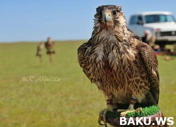 Охотничьи приключения арабских шейхов в Азербайджане продолжаются (видео)