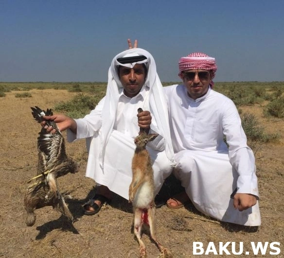 Арабские шейхи продолжают хвастаться охотой на птиц в Азербайджане