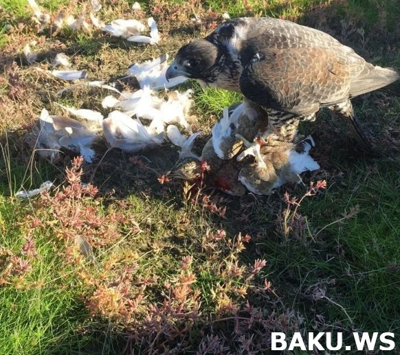 Новые приключения арабских шейхов в Азербайджане (видео)