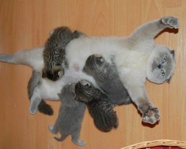20 кошек, которые знают все о воспитании