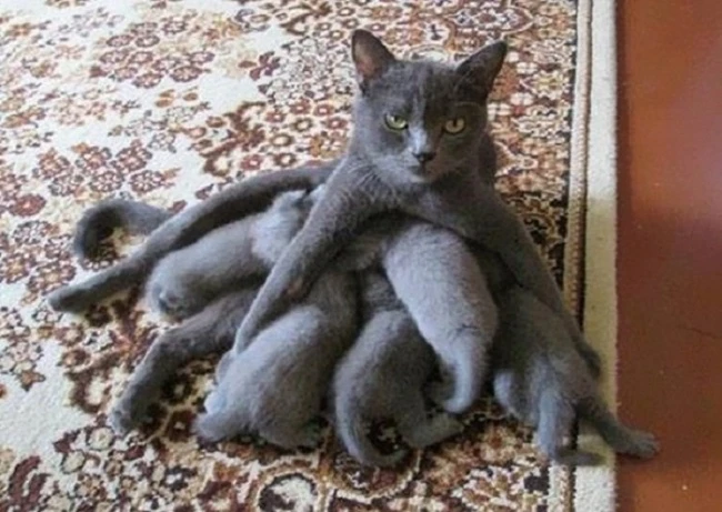 20 кошек, которые знают все о воспитании
