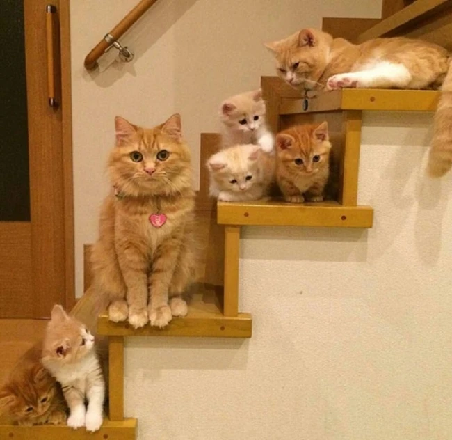 20 кошек, которые знают все о воспитании