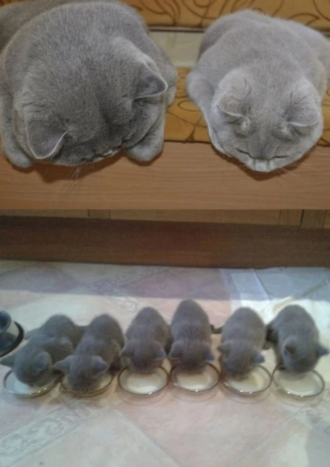 20 кошек, которые знают все о воспитании