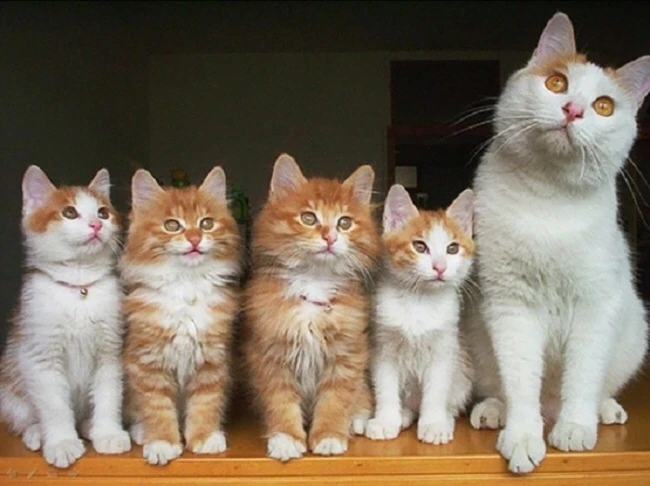 20 кошек, которые знают все о воспитании