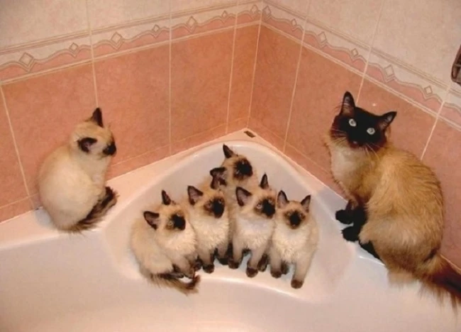 20 кошек, которые знают все о воспитании