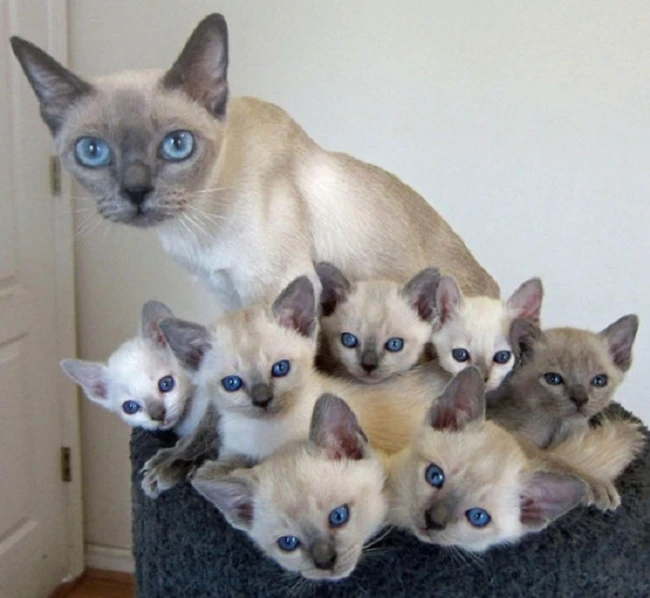 20 кошек, которые знают все о воспитании