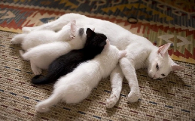 20 кошек, которые знают все о воспитании