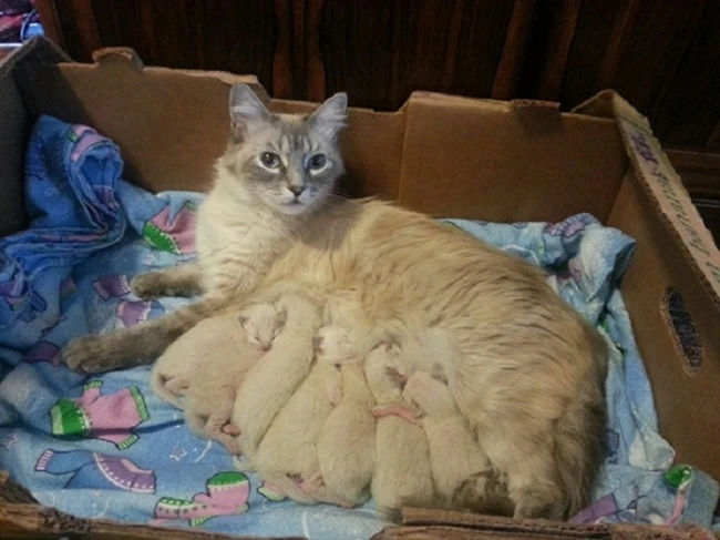 20 кошек, которые знают все о воспитании
