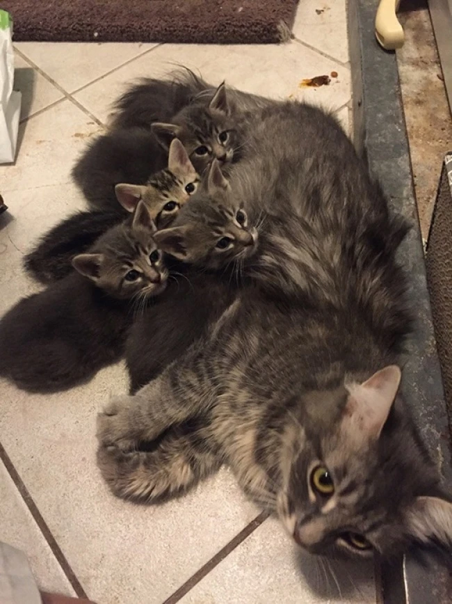 20 кошек, которые знают все о воспитании