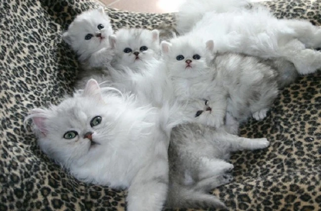 20 кошек, которые знают все о воспитании