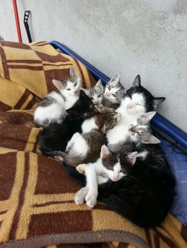 20 кошек, которые знают все о воспитании
