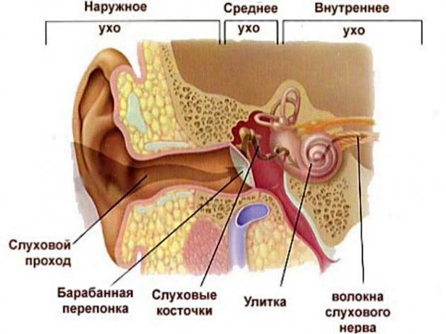 Почему нас раздражает собственный голос