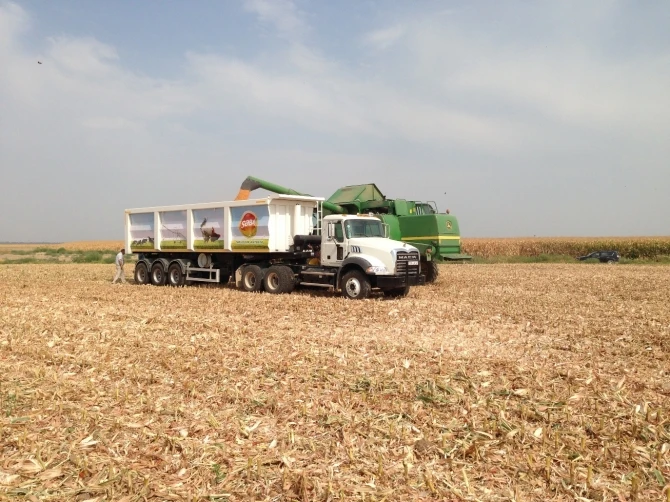 Вы наблюдаете чудо этого растения ежедневно, или что такое «пшеница Пророка»?