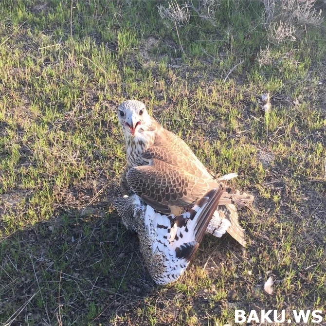 Богатые шейхи вновь на охоте в Азербайджане (фото, видео)