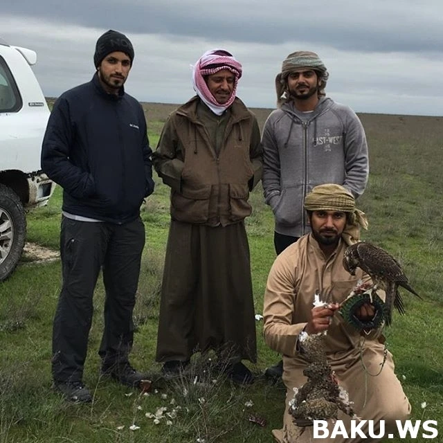 Богатые шейхи вновь на охоте в Азербайджане (фото, видео)
