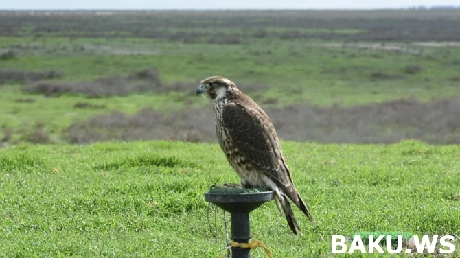 Богатые шейхи вновь на охоте в Азербайджане (фото, видео)