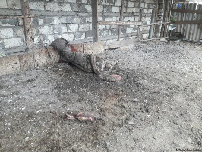 Ağdamda erməni vandalizmi - FOTO