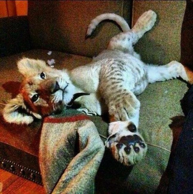 Mafiya başçılarının qızlarının Instagram həyatı (FOTO)