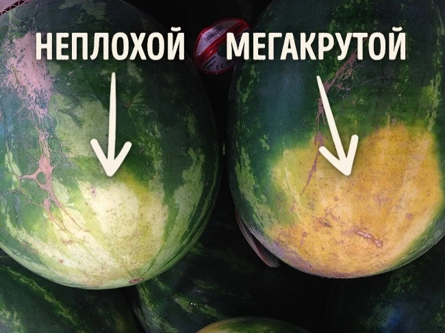 Вот как правильно выбирать арбуз: трюки фермеров (фото)