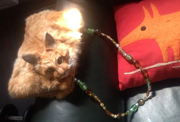 Клатч из кошки (фото)