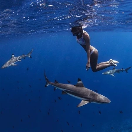 Instagram fenomeni təhlükəli dəniz canlılarıyla (FOTO)
