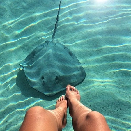 Instagram fenomeni təhlükəli dəniz canlılarıyla (FOTO)
