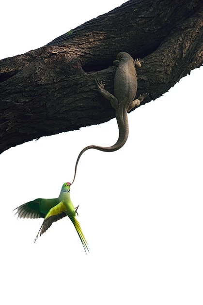Лучшие снимки международного конкурса British Wildlife Photographer of the Year (фото)