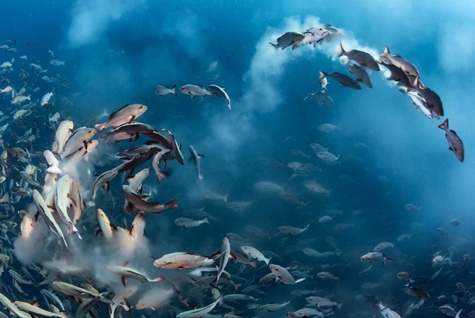 Лучшие снимки международного конкурса British Wildlife Photographer of the Year (фото)