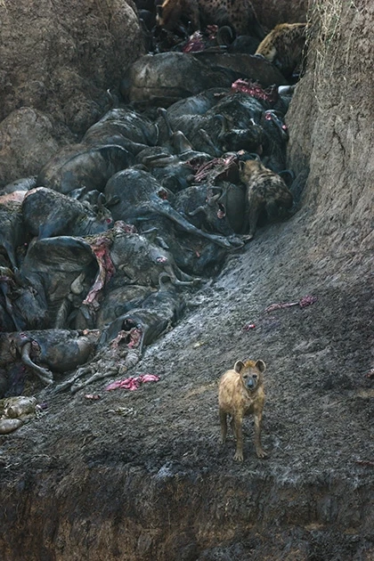 Лучшие снимки международного конкурса British Wildlife Photographer of the Year (фото)