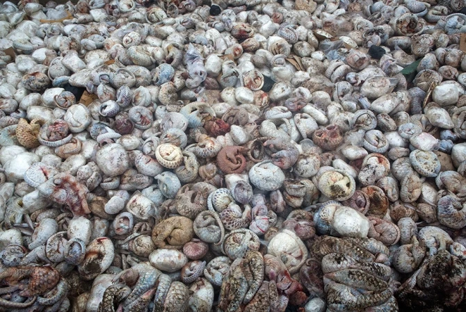 Лучшие снимки международного конкурса British Wildlife Photographer of the Year (фото)