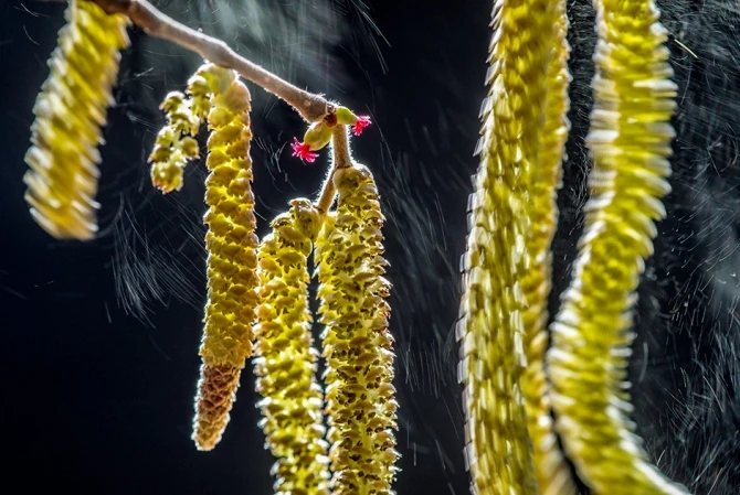 Лучшие снимки международного конкурса British Wildlife Photographer of the Year (фото)