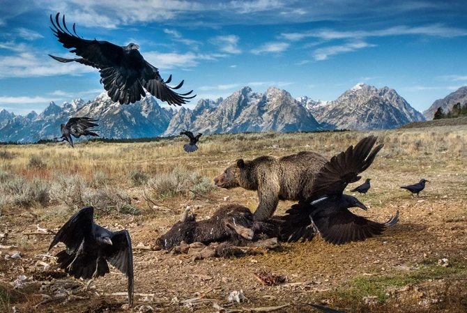 Лучшие снимки международного конкурса British Wildlife Photographer of the Year (фото)