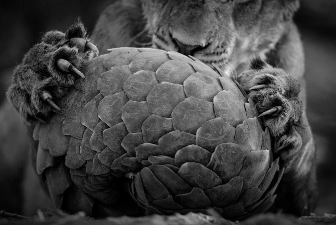 Лучшие снимки международного конкурса British Wildlife Photographer of the Year (фото)