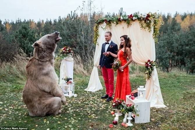 Свадебная фотосессия молодоженов с медведем стала хитом сети (фото)