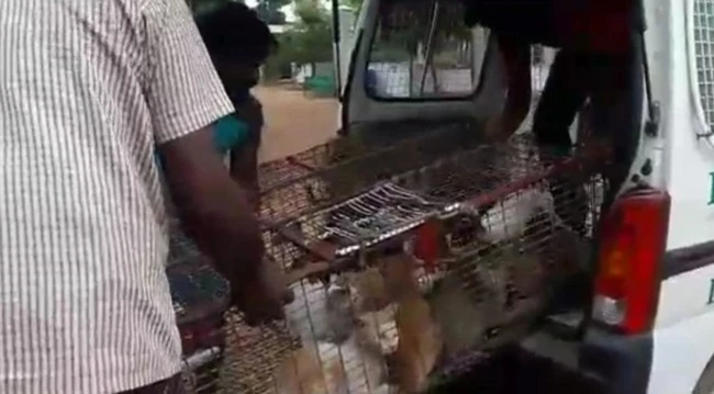 В ресторане под видом баранины продавали кошачье мясо (видео)