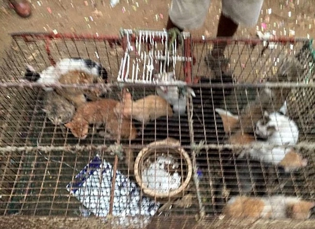 В ресторане под видом баранины продавали кошачье мясо (видео)