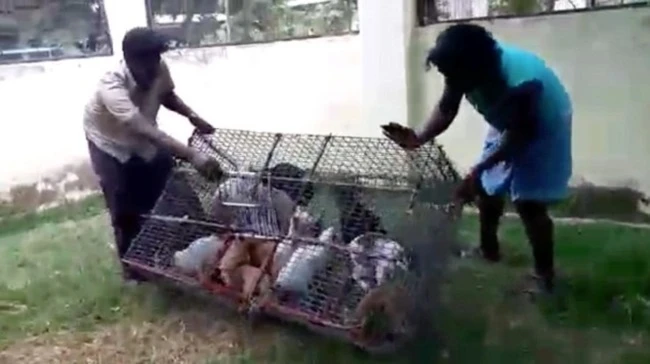 В ресторане под видом баранины продавали кошачье мясо (видео)