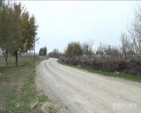 В Азербайджане стая волков держит в страхе целое село (фото)
