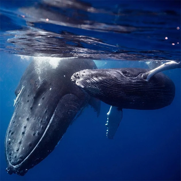 Самые популярные фотографии Instagram за ноябрь (фото)