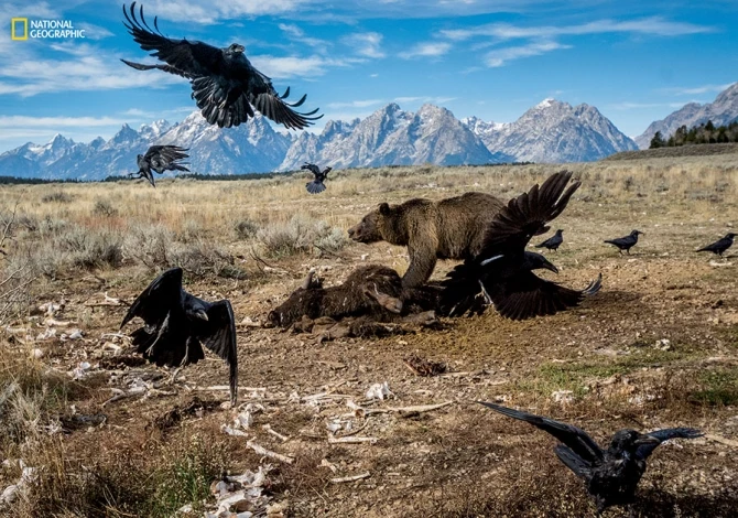 Лучшие фотографии года по версии National Geographic (фото)