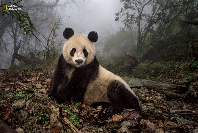 Лучшие фотографии года по версии National Geographic (фото)