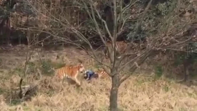 Aslanlar turisti parçaladı, ailəsi sadəcə seyr etdi - VİDEO/FOTO