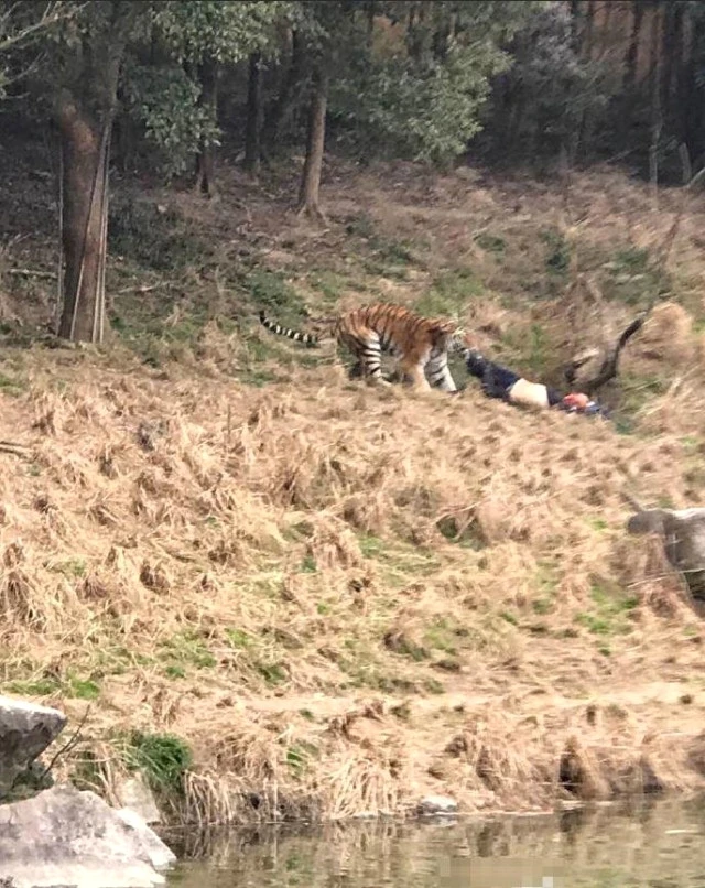 Aslanlar turisti parçaladı, ailəsi sadəcə seyr etdi - VİDEO/FOTO