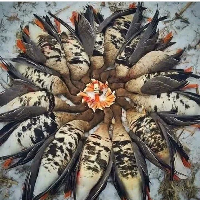 Ərəblərin Azərbaycandakı ov sərgüzəştləri (FOTO, VİDEO)